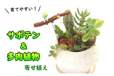 サボテン＆多肉植物の寄せ植え【白ポット】 ／ 観葉植物 多肉植物 植物 寄せ植え ポット アレンジ インテリア インテリア雑貨 育てやすい 部屋 園芸 オシャレ おしゃれ お洒落 ギフト プレゼント 贈り物 さぼてん かわいい 可愛い 雑貨 癒し 観賞用 人気 おすすめ オススメ 【彩花園】