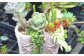 寄せ植えも色々なものを作っています。