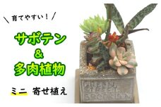 サボテン＆多肉植物の寄せ植え【ミニ白ポット】 ／ 観葉植物 多肉植物 植物 寄せ植え ポット アレンジ インテリア インテリア雑貨 育てやすい 部屋 園芸 オシャレ おしゃれ お洒落 ギフト プレゼント 贈り物 さぼてん かわいい 可愛い 雑貨 観賞用 人気 おすすめ オススメ 【彩花園】