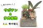 お部屋に緑を取り入れたい方におすすめです。