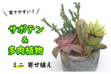 サボテン＆多肉植物の寄せ植え【ミニ黒ポット】 ／ 観葉植物 多肉植物 植物 寄せ植え ポット アレンジ インテリア インテリア雑貨 育てやすい 部屋 園芸 オシャレ おしゃれ お洒落 ギフト プレゼント 贈り物 さぼてん かわいい 可愛い 雑貨 観賞用 人気 おすすめ オススメ 【彩花園】