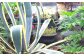 お店の中には巨大な植物もあります。