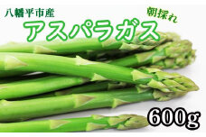 【早期予約承り中！2026年1月発送開始予定】 岩手県産 甘い！ 朝採れ グリーンアスパラガス 600g （200g×3束） ／ アスパラガス グリーンアスパラガス グリーンアスパラ アスパラ 新鮮 採れたて 産地直送 農家直送 野菜 美味しい 期間限定 季節限定 おすすめ オススメ 【田村和大】 