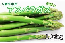 【早期予約承り中！2026年1月発送開始予定】 岩手県産 甘い！ 朝採れ グリーンアスパラガス 1.2kg（200g×6束） ／ アスパラガス グリーンアスパラガス グリーンアスパラ アスパラ 新鮮 採れたて 産地直送 農家直送 野菜 美味しい 期間限定 季節限定 おすすめ オススメ 【田村和大】