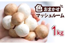 岩手県産 八幡平マッシュルーム1kg 色はおまかせ ／ マッシュルーム きのこ 茸 キノコ 料理 生 なま 生食 サラダ パスタ バーベキュー BBQ おつまみ つまみ 焼く 煮る 揚げる 調理 料理 スープ ソース 味噌汁 お弁当 自宅用 家庭用 和食 洋食 おすすめ オススメ 【ジオファーム】