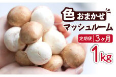 岩手県産 八幡平マッシュルーム1kg 色はおまかせ 3ヶ月定期便 ／ マッシュルーム きのこ 茸 キノコ 料理 生食 サラダ パスタ バーベキュー BBQ おつまみ つまみ 焼く 煮る 揚げる 調理 料理 スープ ソース  お弁当 自宅用 家庭用 和食 洋食 おすすめ オススメ 【ジオファーム】