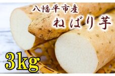 ＜岩手県産＞  敦子さんが育てた ねばり芋 3kg 【数量限定】 ／ 長いも 長芋 ねばり芋 ねばりいも ながいも 山芋 やまいも 山いも 農家直送 産地直送 とろろ とろろご飯 ご飯のおとも ご飯のお供 やまかけ 山かけ トロロ 旬 新鮮 岩手産 八幡平市産