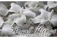 【早期予約 2025年10月下旬より発送開始予定】 鉢物 セネシオ 「エンジェルウイングス」 2.5寸×6鉢 ／ シルバーリーフ 観葉植物 植物 希少 稀少 鉢もの 珍しい プレゼント ギフト 贈り物 自宅用 家庭用 観賞用 おしゃれ お洒落 岩手県産 八幡平市産 おすすめ 【安代リンドウ開発】