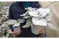 育て方次第では幅10センチを超える大きな葉にも成長します（左：出荷時　右：生育後）