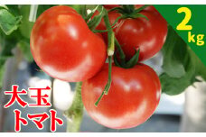 【7月上旬発送開始予定】 岩手県産 こだわり大玉トマト 約2kg ／ 大玉 とまと トマト 新鮮 大玉トマト 大玉とまと サラダ トマトジュース 夏野菜 旬 期間限定 季節限定 野菜 お野菜 産地直送 農家直送 美味しい おいしい 人気 八幡平市産 国産 おすすめ オススメ 【田村和大】