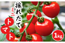 【2025年7月中旬発送開始予定】 岩手県産 採れたて ミニトマト サマー千果 約1kg 【十一代目藤助】 ／ ミニ トマト とまと 新鮮 旬 プチトマト 野菜 やさい 期間限定 季節限定 国産 八幡平市産 産地直送 農家直送 おすすめ オススメ 1キロ 美味しい おいしい 甘い あまい