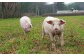 自社栽培の杜仲茶を微粉末にして飼料へ加えているのが特徴