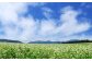 契約農場でそばを栽培しています