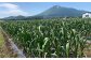 岩手山の見えるにんにく畑