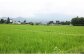 田植えが終わり、すくすく育ち始めました