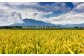 岩手山と田園風景の間を花輪線が駆け抜けていくのどかな風景も楽しめます。