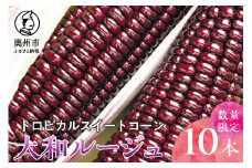 【先行予約】とうもろこし 大和ルージュ10本【数量限定】2025年8月中旬から出荷 離島配送不可 [T0018]