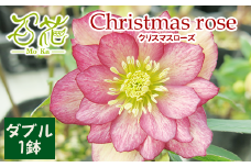 クリスマスローズ ダブル１鉢【百花 -MoKa-】/ 花 苗 ポット クリスマス 