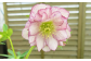 色、花の形はおまかせになります。（写真はイメージです）