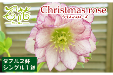 クリスマスローズ 百花オリジナルミックスセット　シングル 1鉢 ダブル 2鉢【百花 -MoKa-】/ 花 苗 ポット クリスマス 