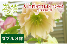 クリスマスローズ 百花オリジナルセット ダブル ３鉢【百花 -MoKa-】/ 花 苗 ポット クリスマス 