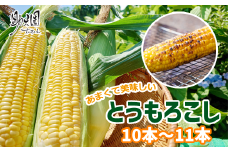 【2025年7月下旬発送開始】 甘い 朝採り とうもろこし 10本 ～ 11本 【助六園】／ トウモロコシ コーン 一番果 新鮮 野菜 夏 夏野菜 旬 旬野菜 美味しい ゴールドラッシュ ミルキーシュガー 産地直送 農家直送 数量限定 期間限定 おすすめ