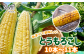 あまくて美味しい朝採りトウモロコシです！！
