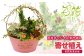 百花のオリジナルの寄せ植えをお送りします！！