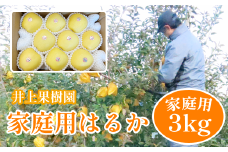 はるか 家庭用 ３kg（８～９玉）【井上果樹園】 / りんご リンゴ 