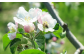 りんごの花。みつばちが一生懸命手伝ってくれます。