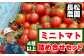 長松農園の美味しいミニトマトを種類おまかせでお送りします！！