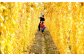 蔓が紅葉してきたら収穫時期が近づいている合図。この時期の長芋畑は壮観です！