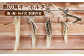 鹿の角を加工して作ったキーホルダーです！