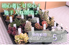 多肉植物 おまかせ 5個 セット 【多肉屋GPK】／ インテリア インテリア植物 おしゃれインテリア オシャレ おしゃれ 多肉 観葉植物 植物 おまかせセット 人気 高評価 贈答 贈り物 趣味 ギフト プレゼント ナチュラル 自然 かわいい ミニサイズ 玄関 室内 飾れる ５個 オススメ おすすめ