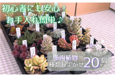 多肉植物 おまかせ 20個 セット 【多肉屋GPK】／ インテリア インテリア植物 おしゃれインテリア オシャレ おしゃれ 多肉 観葉植物 植物 おまかせセット 人気 高評価 贈答 贈り物 趣味 ギフト プレゼント ナチュラル 自然 かわいい ミニサイズ 玄関 室内 飾れる ２０個 オススメ おすすめ