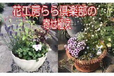 東北最大級のガーデニング専門店 厳選 『季節の寄せ植え』 ／ 花 寄せ植え 季節 鉢植え 【花工房らら倶楽部】