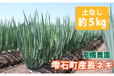 ＜令和６年産＞雫石町産 長ネギ約５kg（土なし）【高橋農園】/ 長ねぎ 野菜 ねぎ ネギ