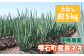 雫石の自然の中で育てられた長ネギです。