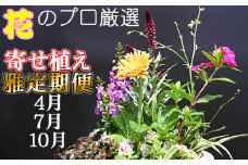2025年にお届け！ 定期便 東北最大級のガーデニング専門店 厳選 『季節の寄せ植え』 【雅】 ３回お届け ／ 花 寄せ植え 季節 鉢植え 【花工房らら倶楽部】
