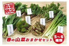 【早期予約受付】 春の山菜 おまかせセット（5～6種類） ／ 山菜 野菜 旬 【産直 松の実】