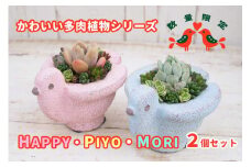 東北最大級のガーデニング専門店　厳選　かわいい多肉植物シリーズ　数量限定『HAPPY PIYOMORI～ハッピーピヨモリ～』2個セット【花工房らら倶楽部】