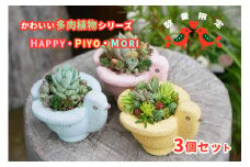 東北最大級のガーデニング専門店　厳選　かわいい多肉植物シリーズ　数量限定『HAPPY PIYOMORI～ハッピーピヨモリ～』3個セット【花工房らら倶楽部】