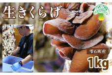 鮮度抜群 肉厚 生きくらげ 1kg 【Mashroom Bed House】／ きのこ キノコ 茸 きくらげ 木耳 キクラゲ １kg １キロ 1キロ 生鮮 食品 旬 野菜 菌床 栽培 国産 希少 稀少 数量限定 期間限定 季節限定 人気 おすすめ