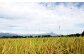 岩手山が見える自然豊かな場所に田んぼはあります
