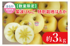 ＼年内発送 12/25までの受付／ 数量限定 はるか 約3kg 紫波りんご 特別栽培 はるか りんご (CB006)