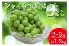 ＼先行予約／ シャインマスカット 約1.2kg (種なし) 数量限定 (DM003)