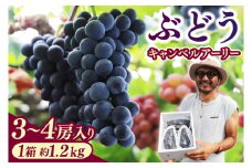 【先行予約 在庫残りわずか】＼数量限定 9月発送予定／ ぶどう キャンベルアーリー (3~4房入り) 約1.2kg (EK002)