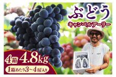 【先行予約】＼数量限定 9月発送予定／ ぶどう キャンベルアーリー 約4.8kg 4箱 (1箱あたり：3~4房入り) (EK004)