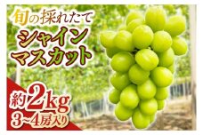 ＼数量限定／旬の採れたてシャインマスカット (3～4房) 約2kg (EG001)