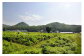 自然豊かな西和賀町、槻沢地区にあるやまに農産のわらび園